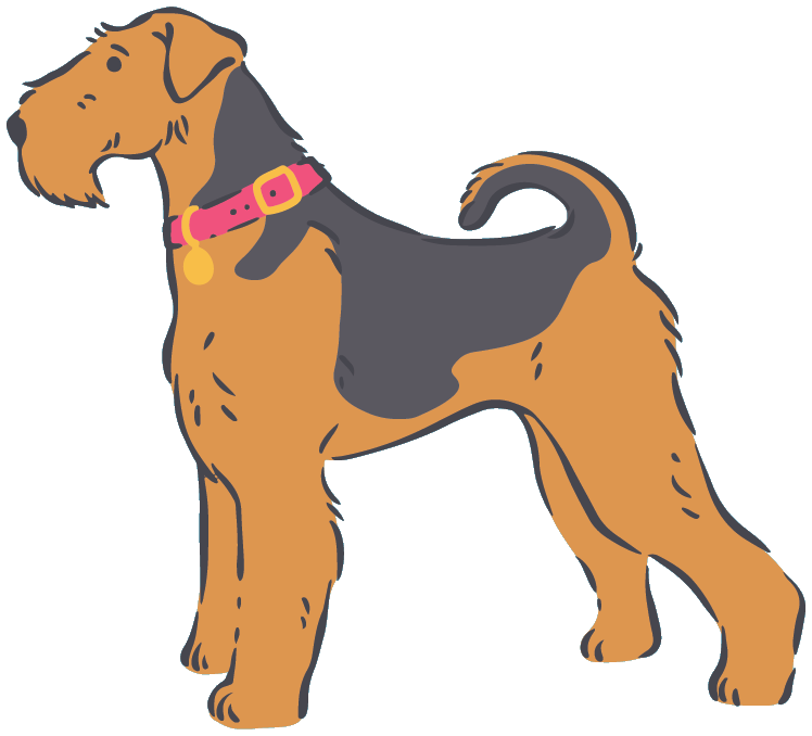 Illustrated Airedale standing
