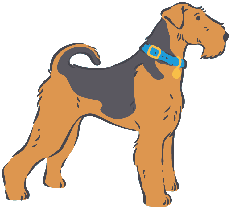 Illustrated Airedale standing