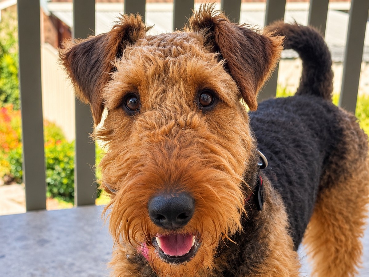 Heidi, Airedale Terrier